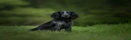 Cocker Spaniel dogs for sale: KC Registered Cocker Spaniel – 2 Puppies Remaining - Advert 3