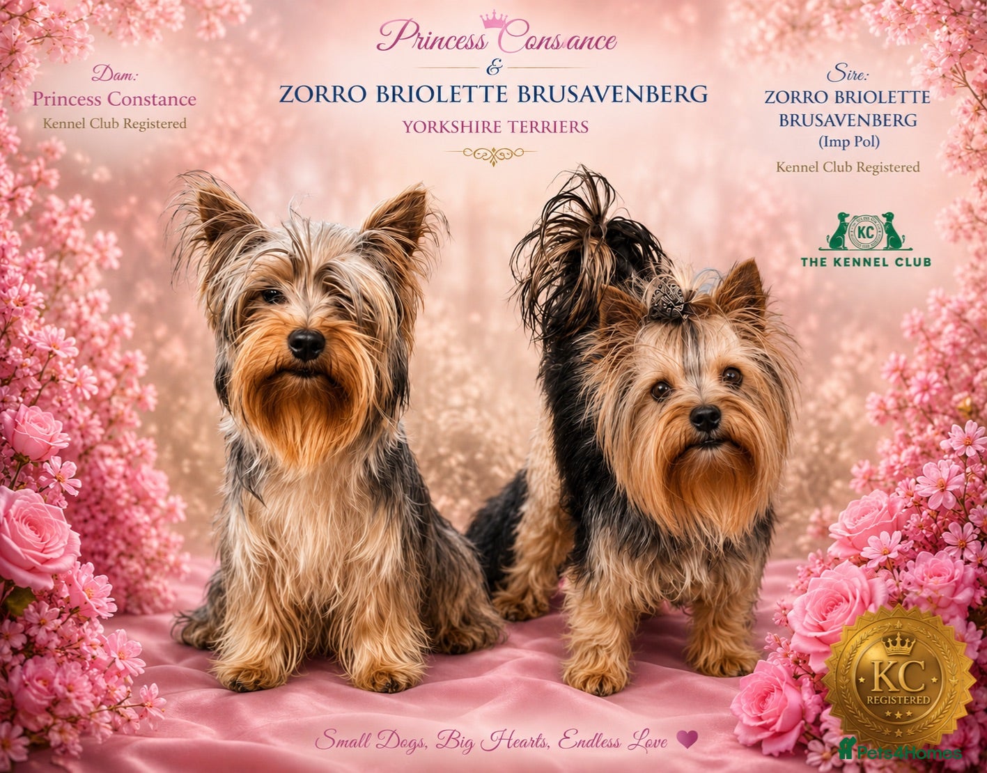 Yorkshire Terrier dogs KC registered pedigree Yorkshire Terrier - Advert 2