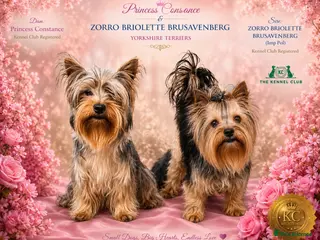 Yorkshire Terrier dogs KC registered pedigree Yorkshire Terrier - Advert 4