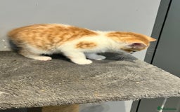 Mixed Breed cats for sale: Mixed kittens ginger calico tabby - Image 11