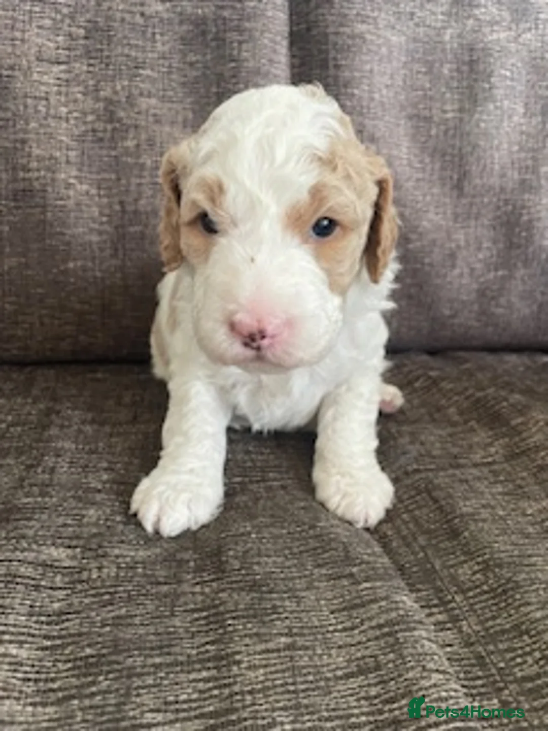 Double Doodle dogs for sale: Update - 8 Healthy Pups born 12th March - Advert 2