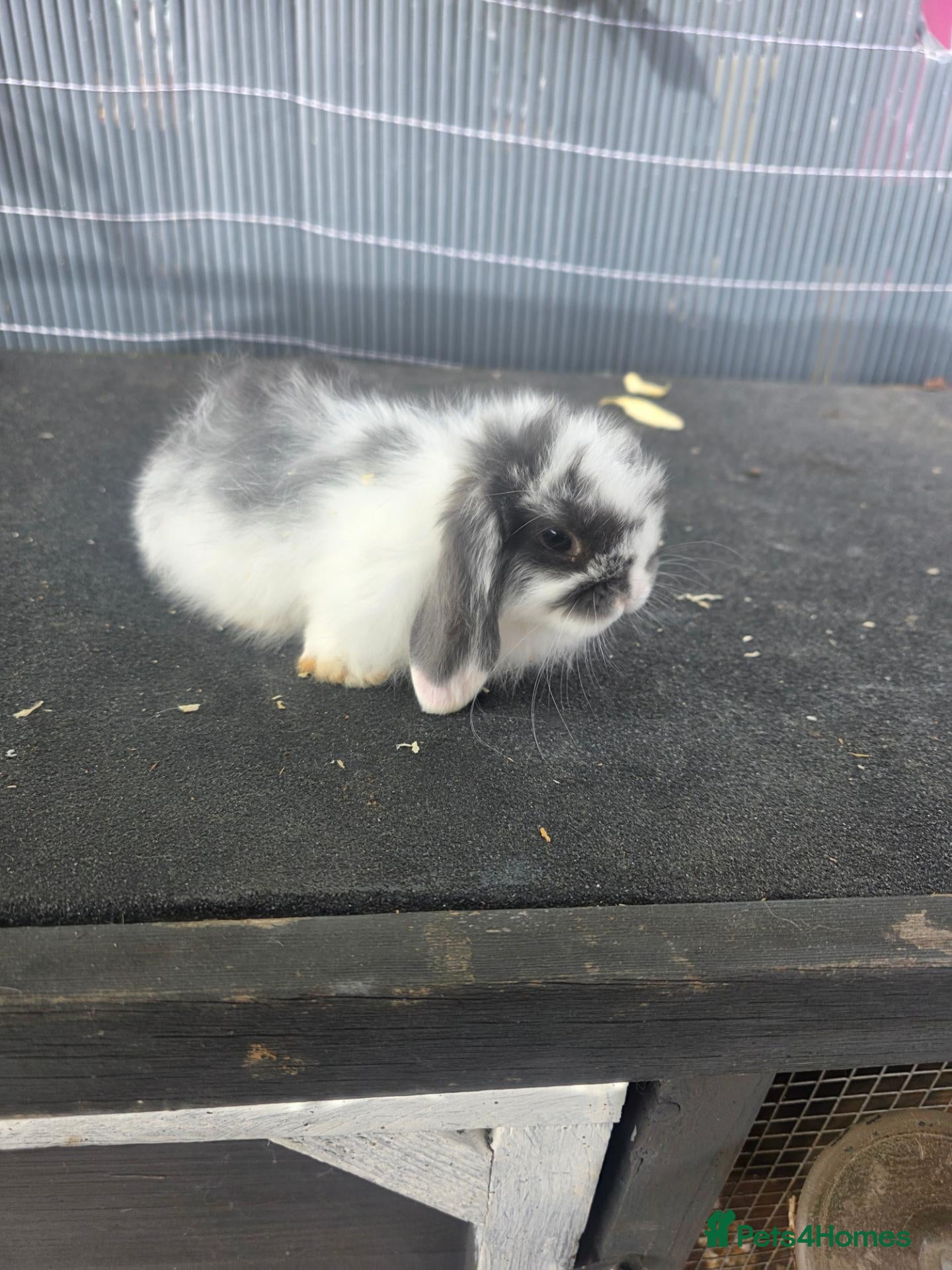 Mini Lop rabbits Mini lops  - Advert 4