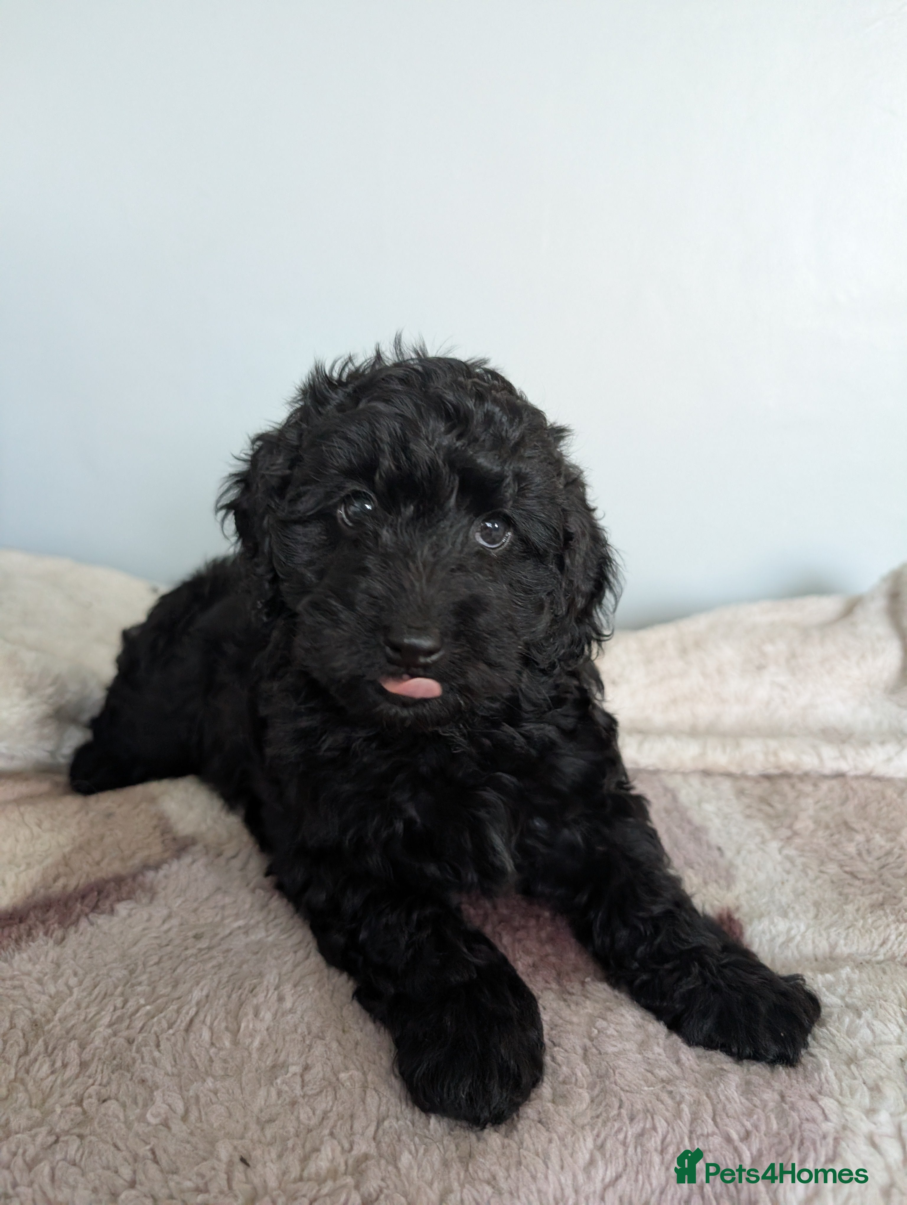 Cockapoo dogs Reduced price.F2b cockapoo pups.Parents DNA clear. - Advert 6