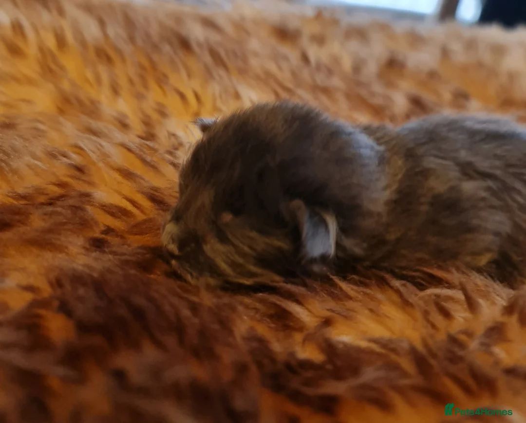 Maine Coon cats for sale: Beautiful TICA registered Maine Coon kittens in Darlington - Advert 2