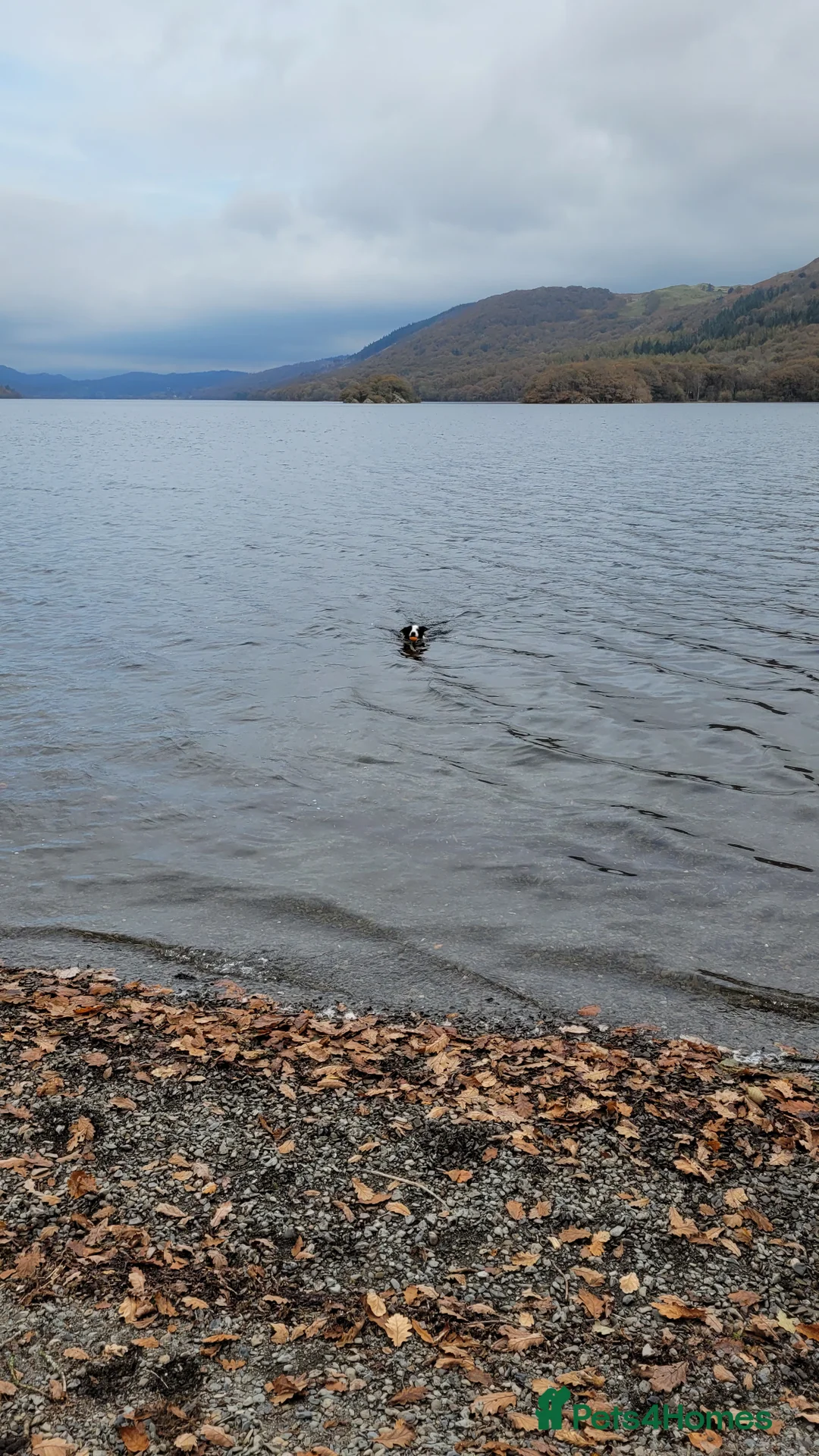 Border Collie dogs for stud: Milo for stud (PROVEN) in Chesterfield - Advert 36