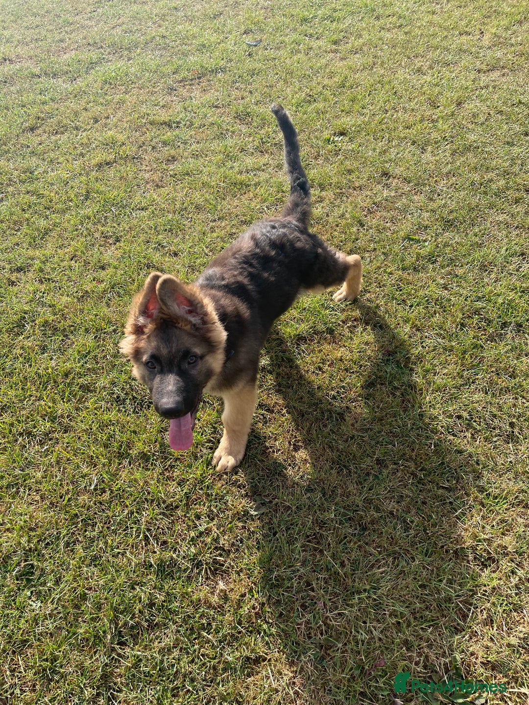 German Shepherd dogs for sale: Two Male GSD pups - Image 3
