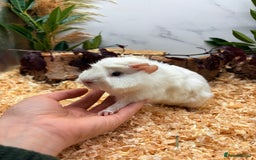 Guinea Pig rodents for sale: 🏡🐹 Multiple Baby Female Guinea Pigs 🐹🏡 - Image 6