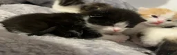 Mixed Breed cats for sale: 5 beautiful kittens looking for a forever home❤️ - Advert 28