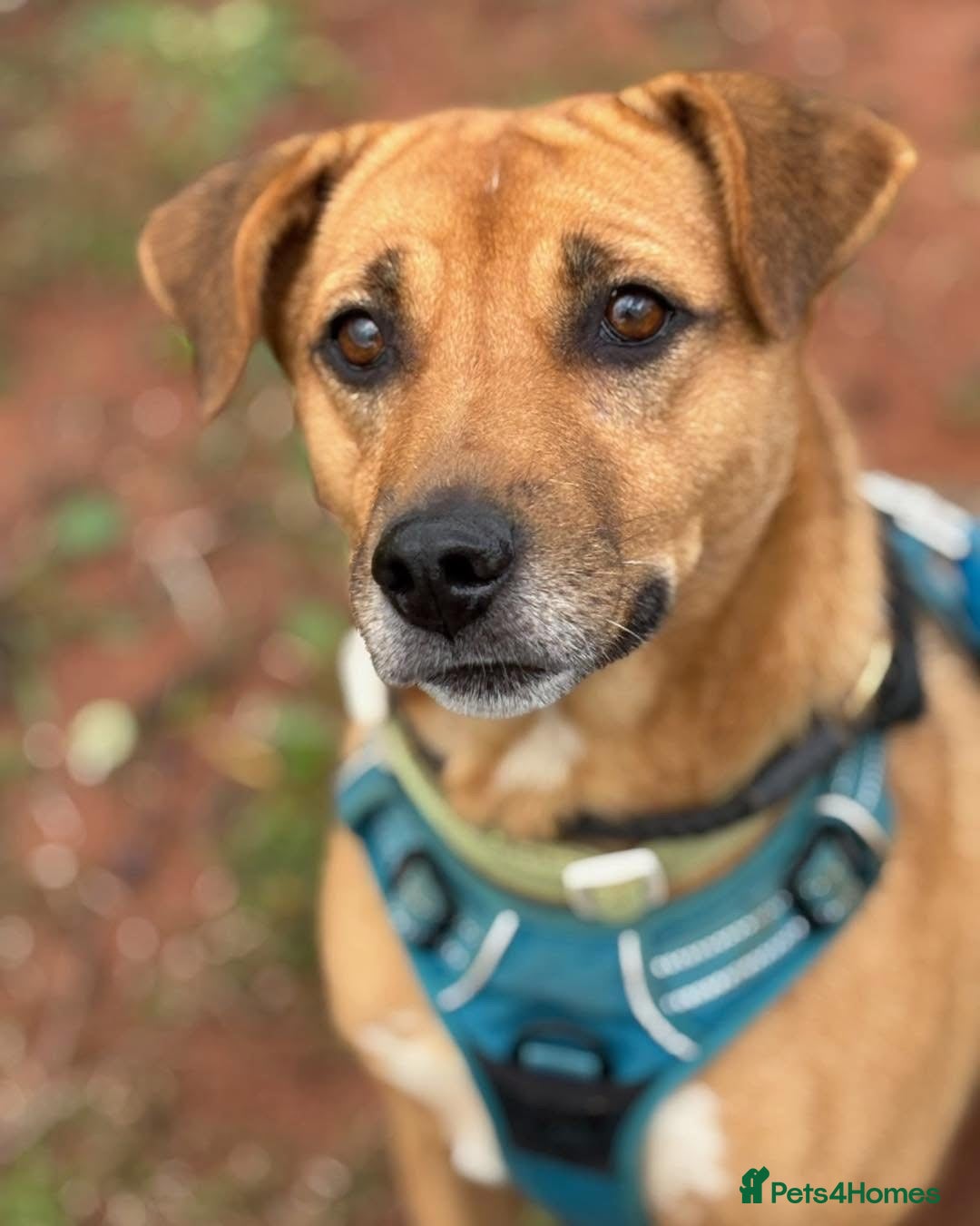 Mixed Breed dogs for adoption: 🧡 Delightful Duffy - once a shell of a dog 🧡 in Kidderminster - Advert 20