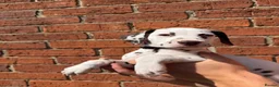 Dalmatian dogs for sale: ++Baer tested last male ready to leave  - Advert 10