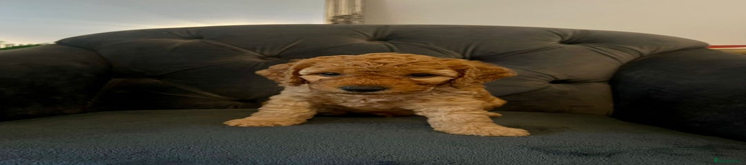 Cockapoo Puppy 2 (Green)