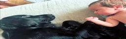 Sprocker dogs for sale: Male 2 year old sprocker  - Advert 4