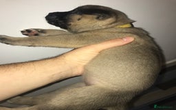 Mixed Breed dogs for sale: Cane corso x American akita cross(READY TO LEAVE) - Image 8