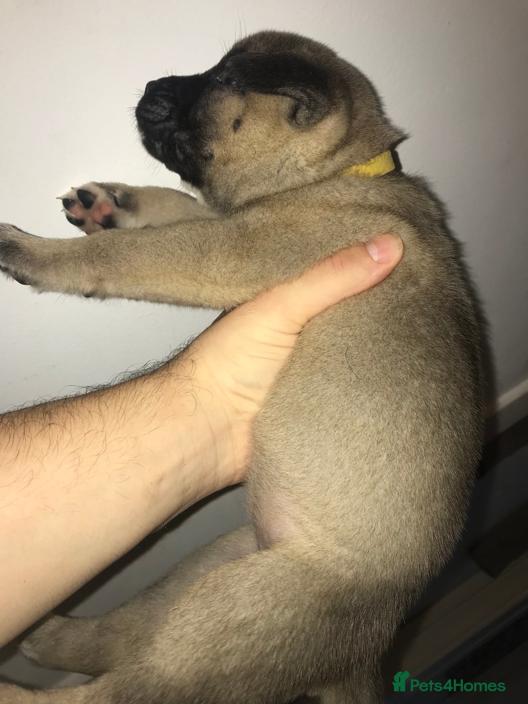 Mixed Breed dogs for sale: Cane corso x American akita cross(READY TO LEAVE) - Image 8