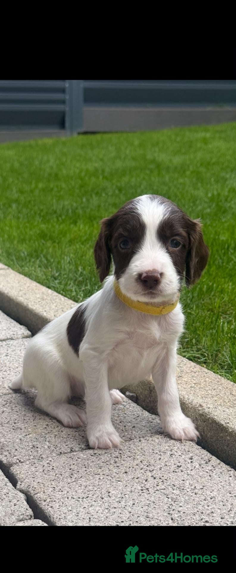 English Springer Spaniel dogs  KC REGISTERED ENGLISH SPRINGER SPANIEL PUPPIES  - Advert 2