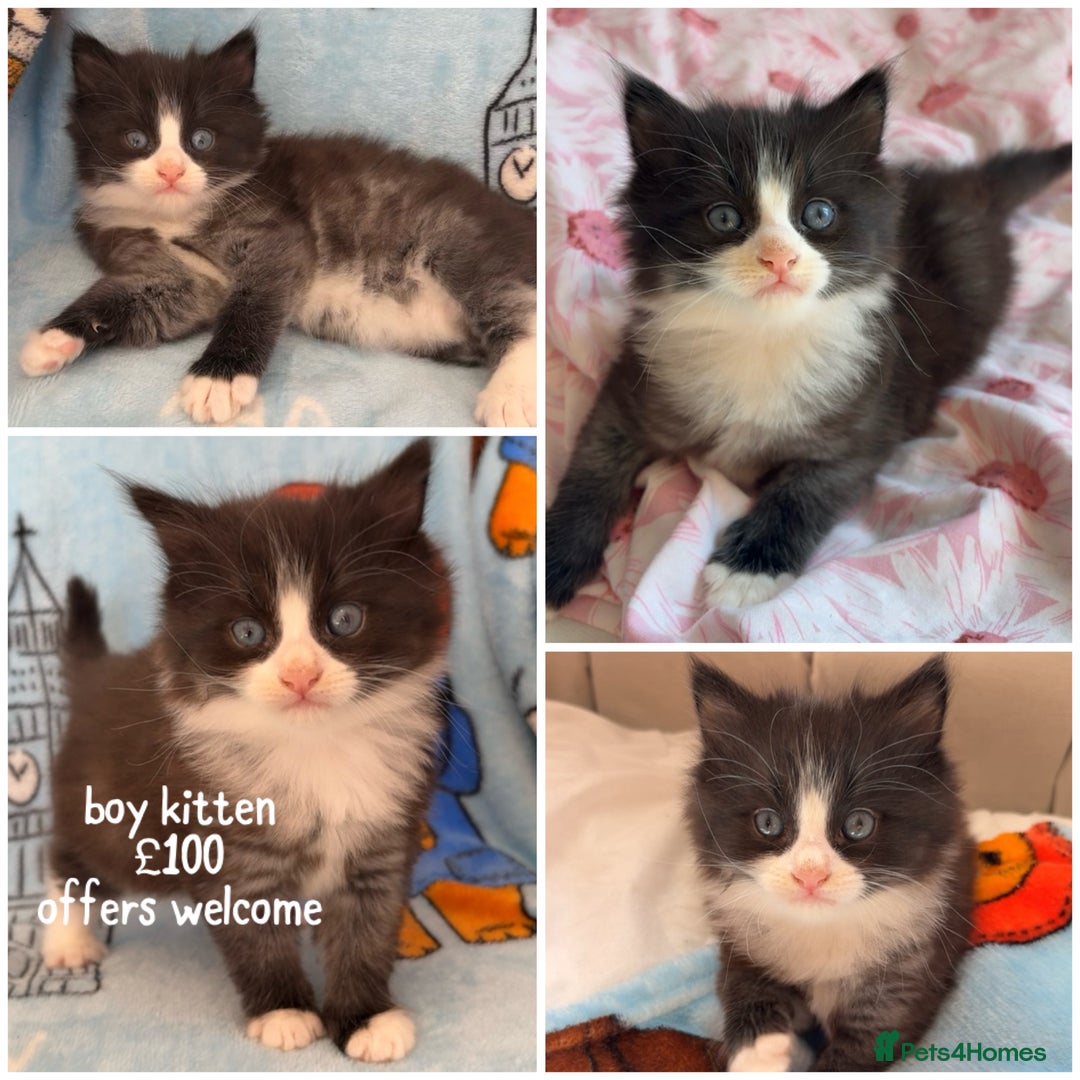 Mixed Breed cats for sale: boy kitten looking for his forever home - Image 1