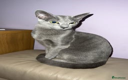 Russian Blue cats for sale: !!Russian Blues for sale!! - Image 2