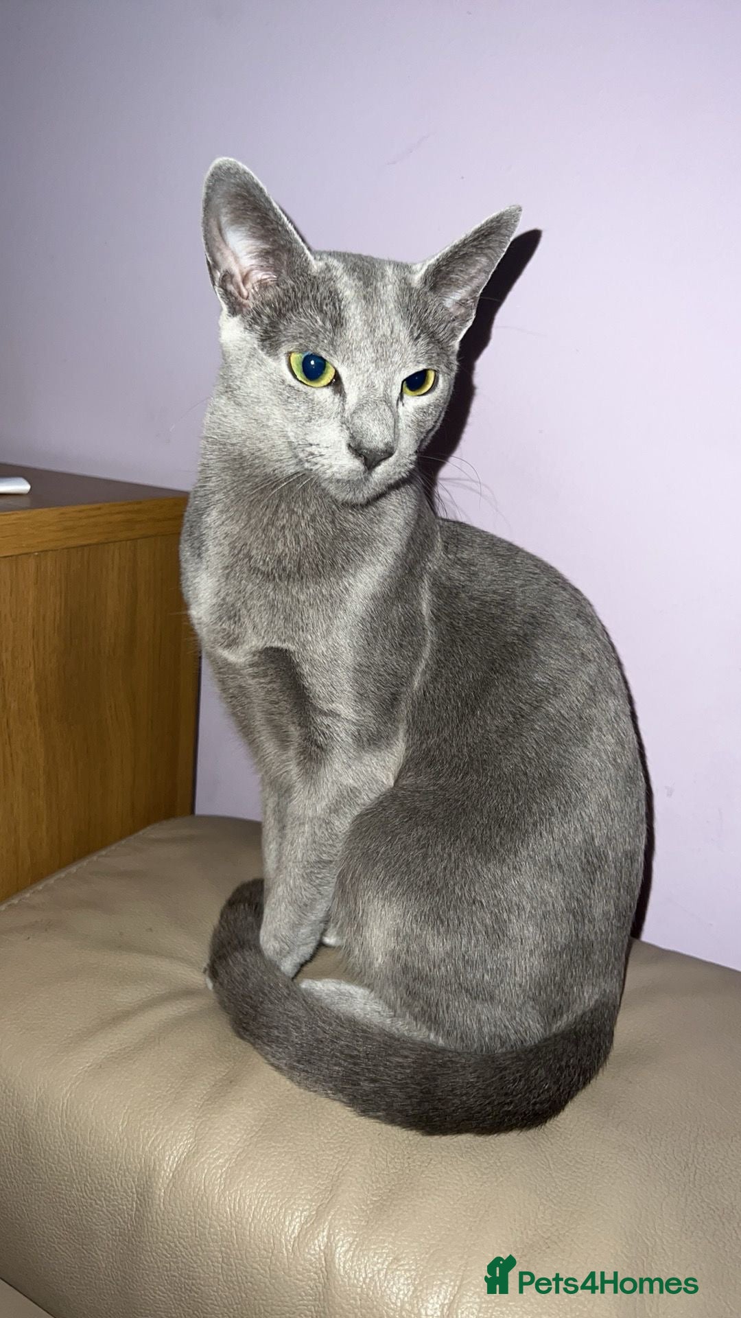 Russian Blue cats for sale: !!Russian Blues for sale!! - Image 2