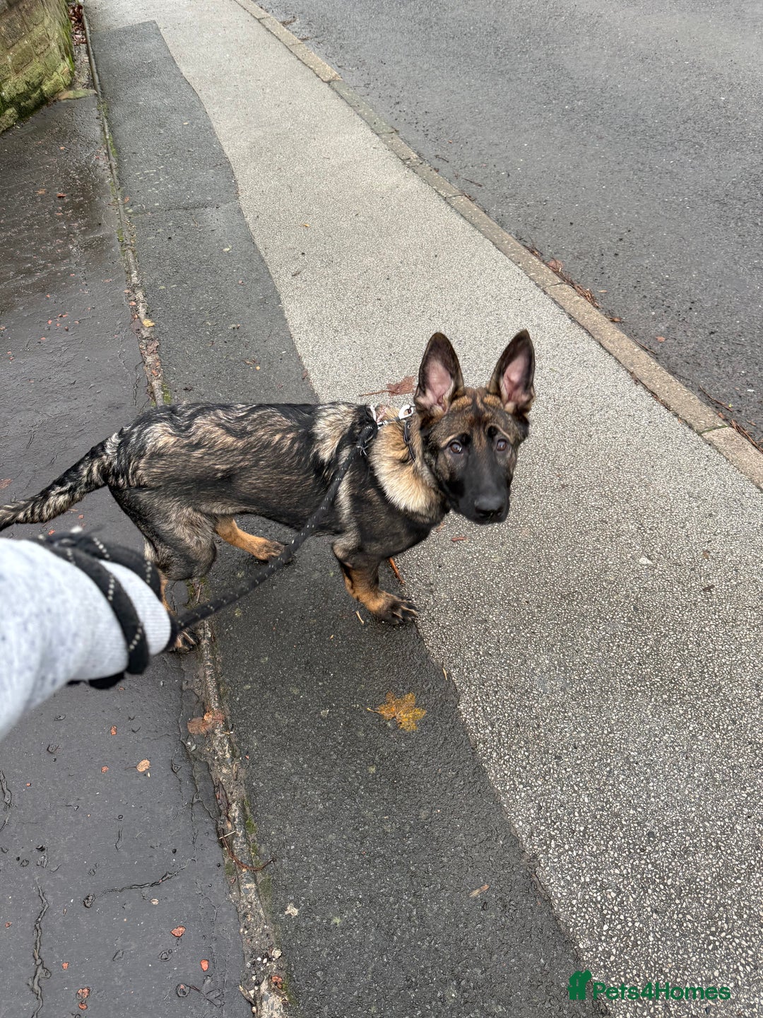 German Shepherd dogs for sale: Stunning Working line German Shepherd - Advert 7