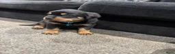 Rottweiler dogs for sale: 🐶🐾 Rottweiler puppies 🐾🐶 - Advert 22