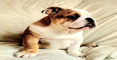 English Bulldog dogs - Advert 7