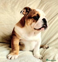 English Bulldog dogs - Advert 8