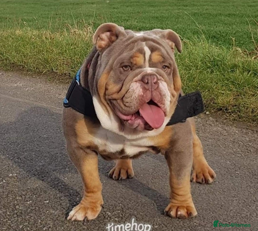 English Bulldog dogs BURT LILAC TRI STUD KC REGISTERED HEALTH TESTED in Wisbech - Advert 10