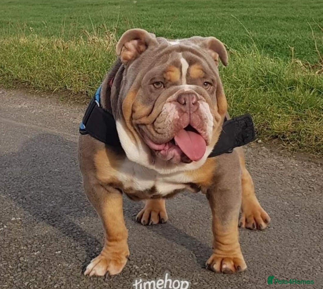 English Bulldog dogs for stud: BURT LILAC TRI STUD KC REGISTERED HEALTH TESTED in Wisbech - Advert 1