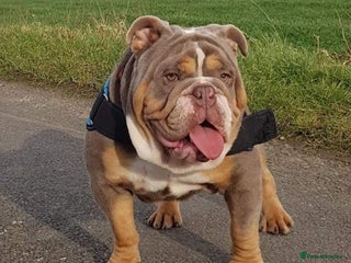 English Bulldog dogs in Wisbech - Advert 26