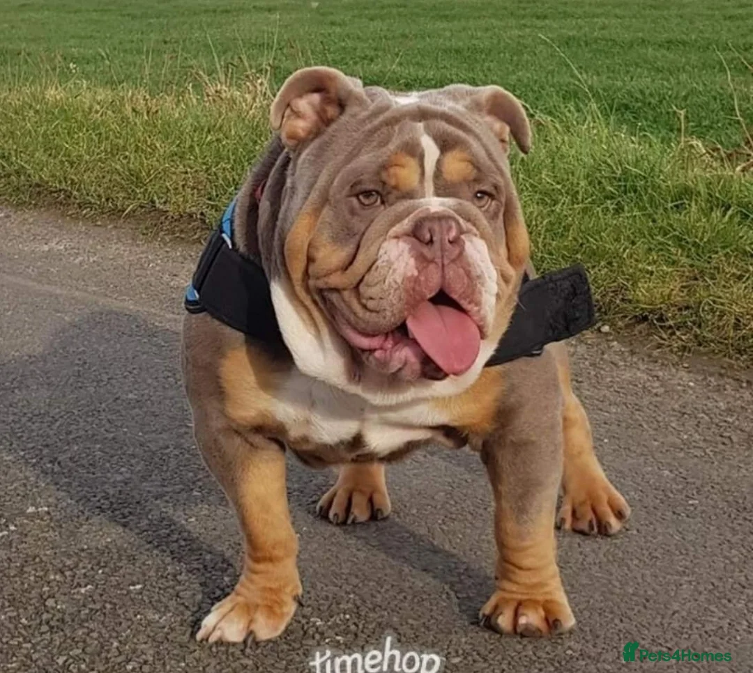English Bulldog dogs for stud: BURT LILAC TRI STUD KC REGISTERED HEALTH TESTED in Wisbech - Advert 1