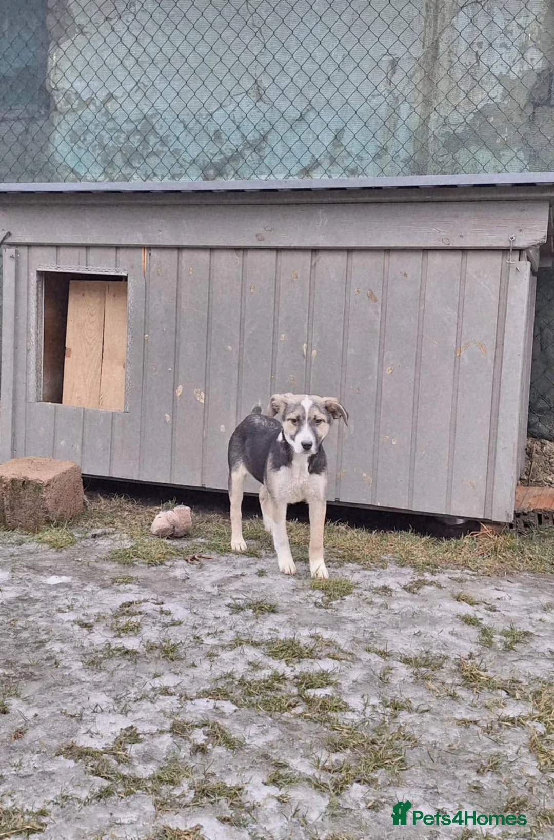 Mixed Breed dogs for adoption: Gouda for adoption - Advert 2