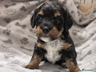 Cockapoo dogs Ready to view 4week old Miniature cockapoo puppies - Advert 14