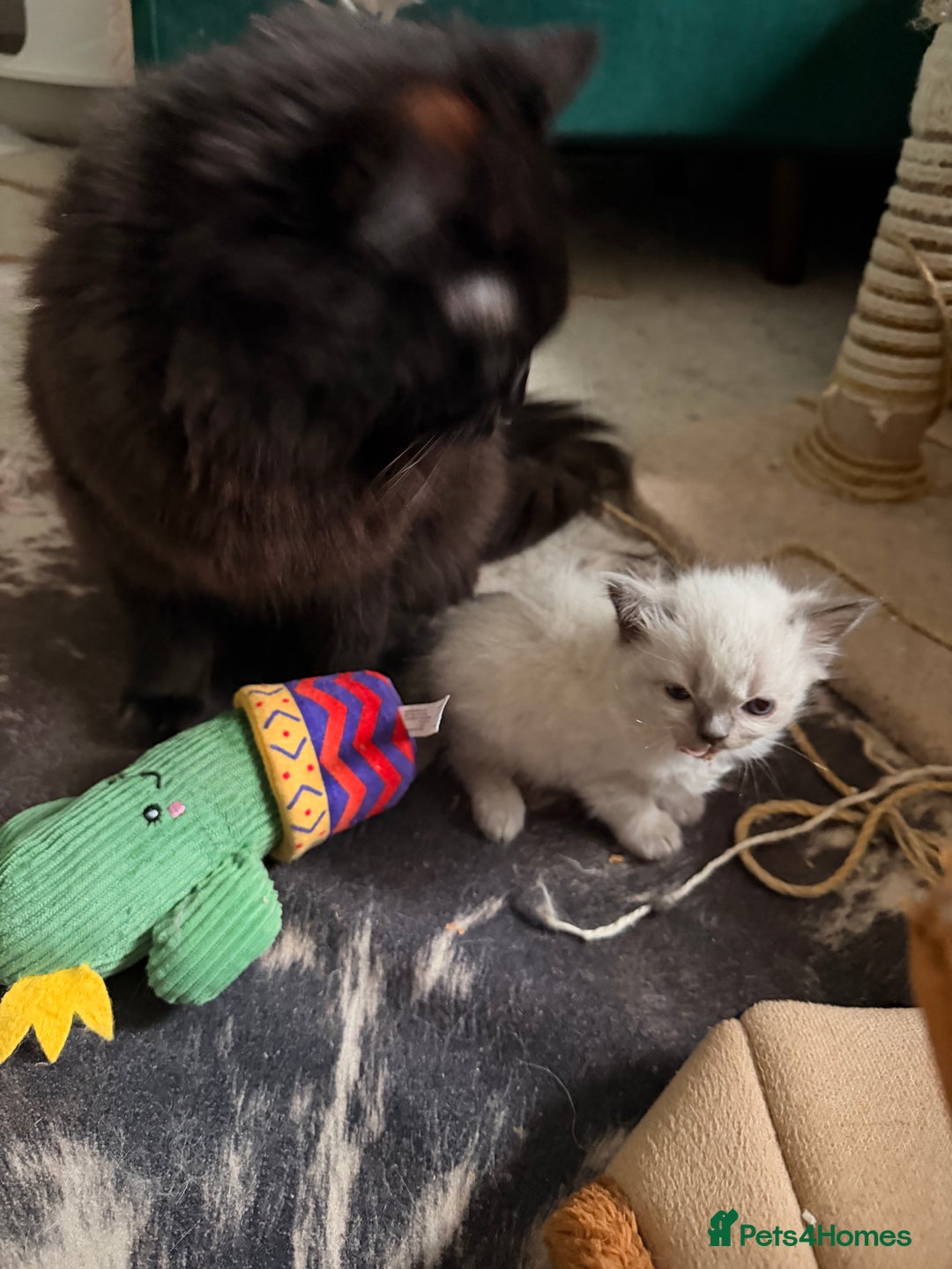 Ragdoll cats for sale: Beautiful Persia dolls  - Advert 10