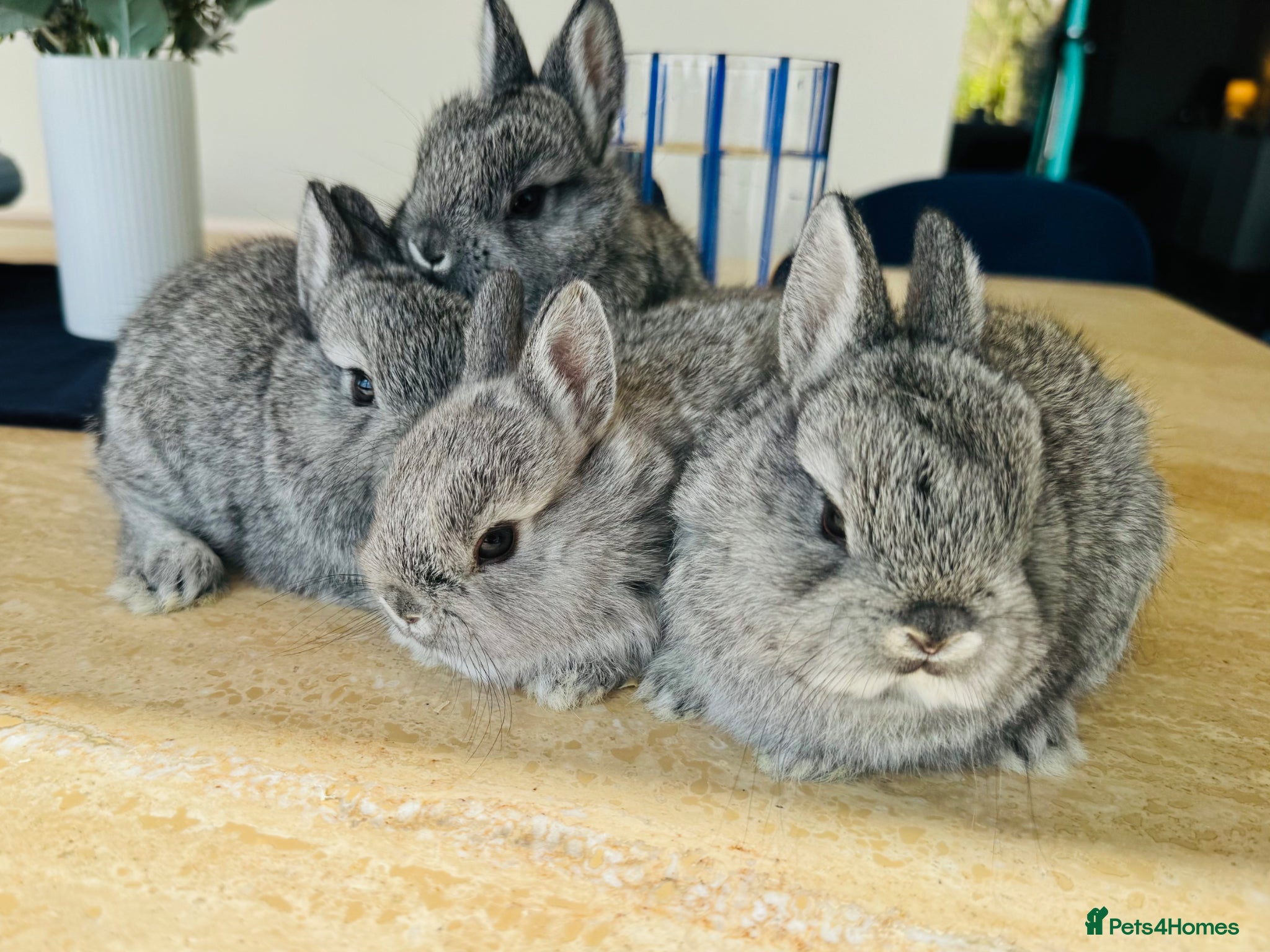 Netherland Dwarf rabbits *Tiny* Tea-Cup size pure netherland dwarf bunnies  - Advert 2