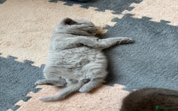 British Shorthair cats for sale: Champion Line British Shorthair Kittens - Image 5