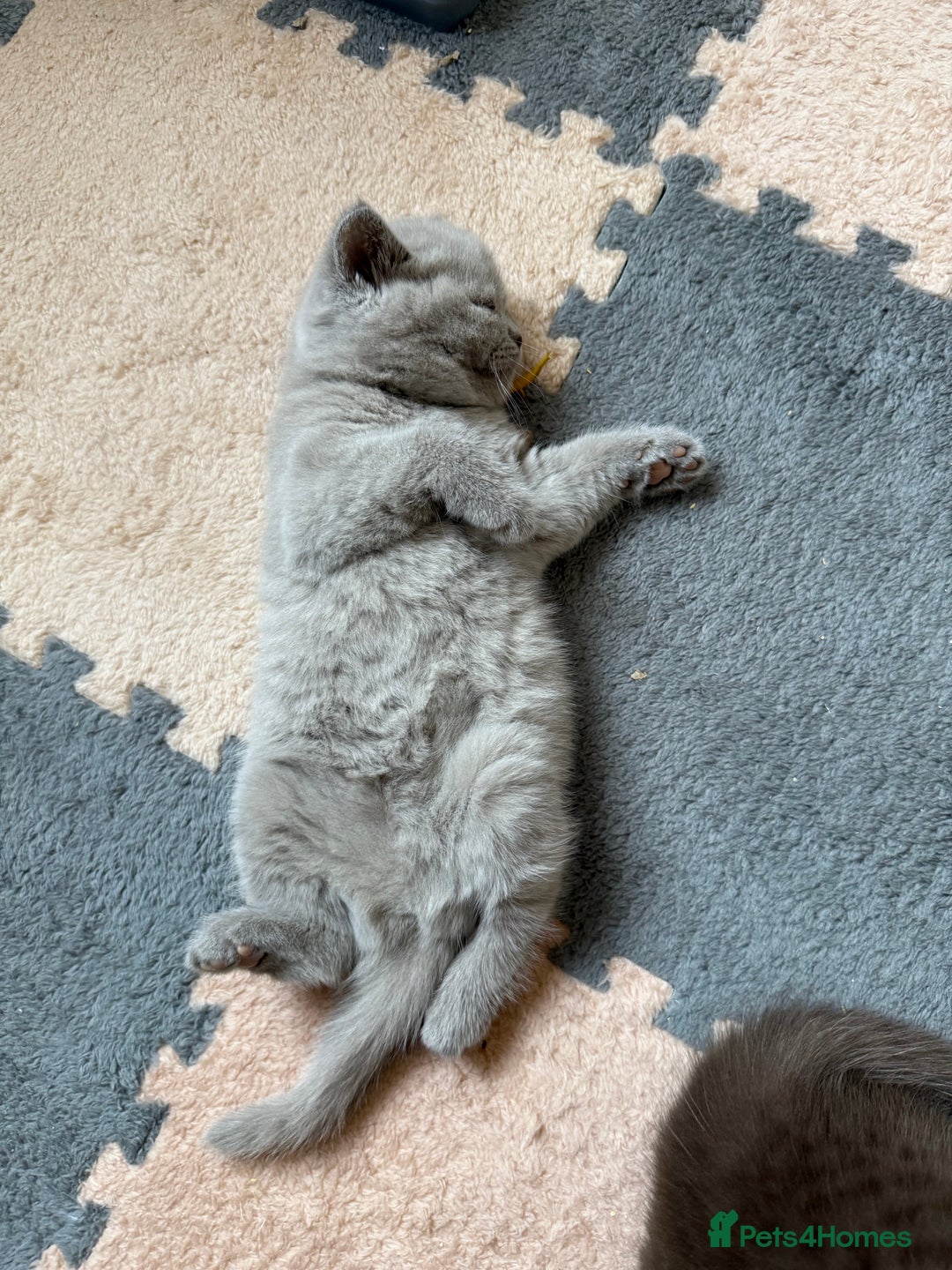 British Shorthair cats for sale: Champion Line British Shorthair Kittens - Image 5