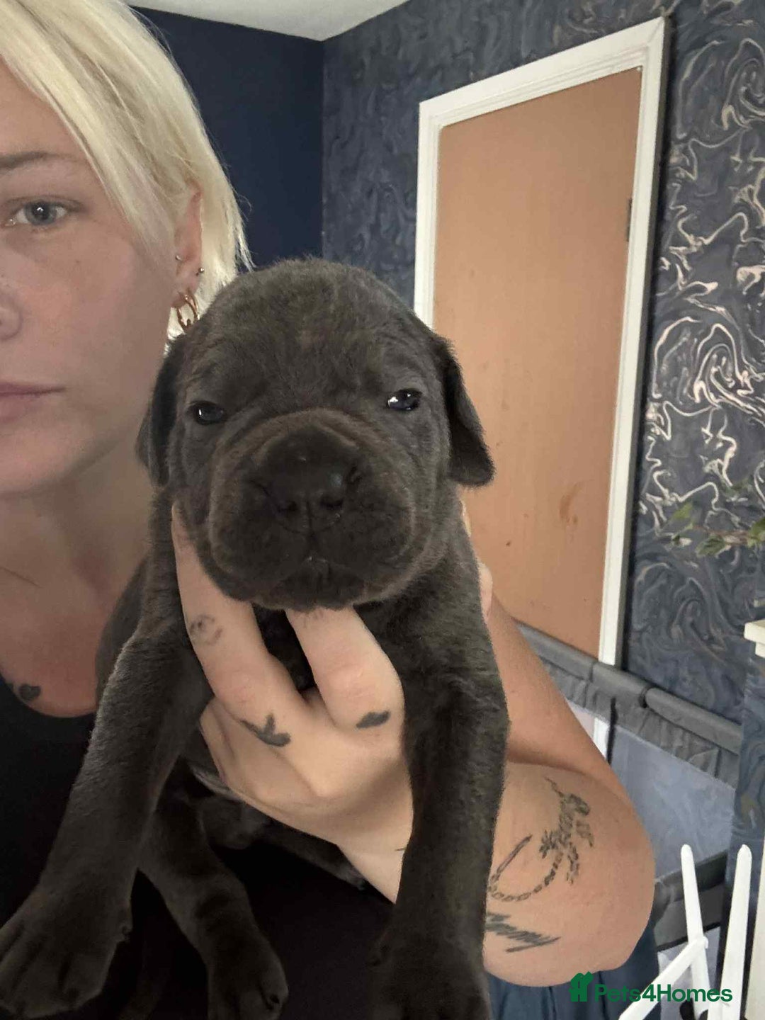 Cane Corso dogs for sale: Beautiful cane corso puppies  - Image 13
