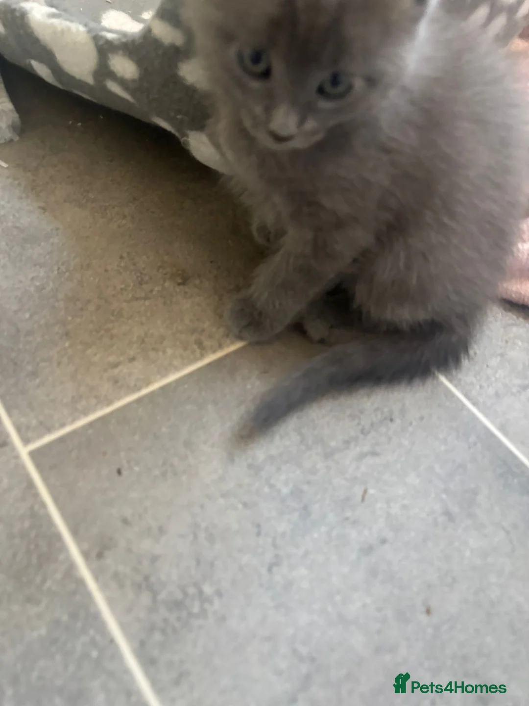 Russian Blue cats for sale: Russian blue x Maine coon kittens 8 weeks old in Skelmorlie - Advert 2