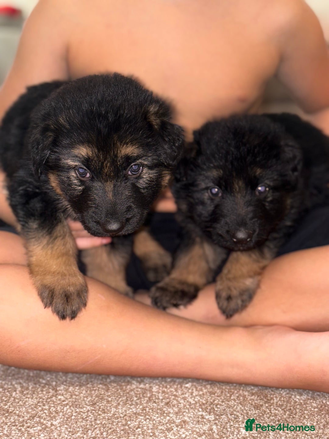 German Shepherd dogs for sale: Family reared GSD pups.  - Advert 38