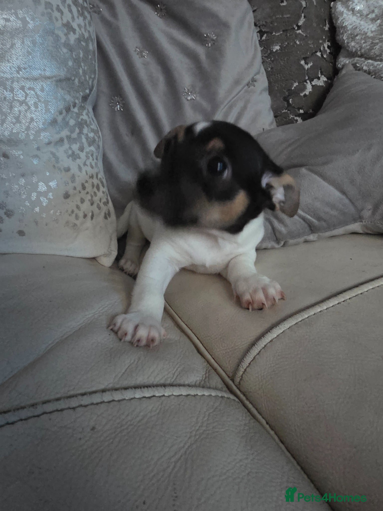 Jack Russell dogs Two beautiful boys  - Advert 7