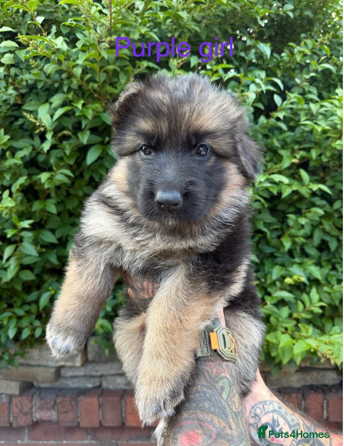 German Shepherd dogs German shepherd puppies  - Advert 16