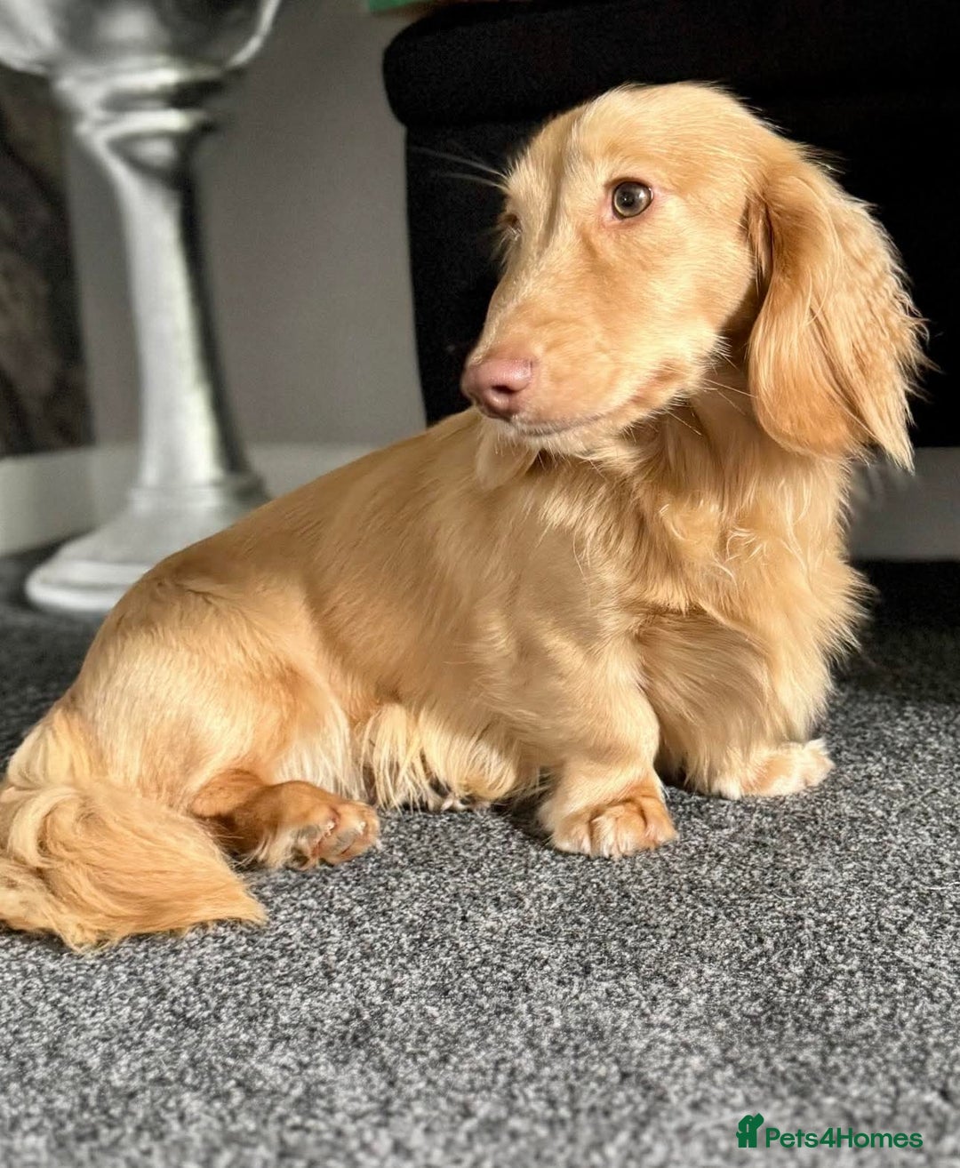 Miniature Dachshund dogs for sale: Miniature dachshunds for sale  - Advert 19