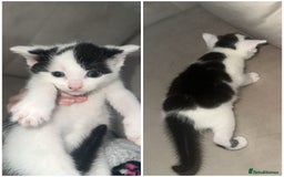 Domestic Shorthair cats for sale: Black and white kittens - Image 3