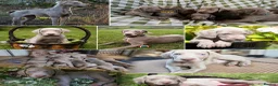 Weimaraner dogs for sale: Handsome male KC Registered Weimaraner pups  - Advert 27