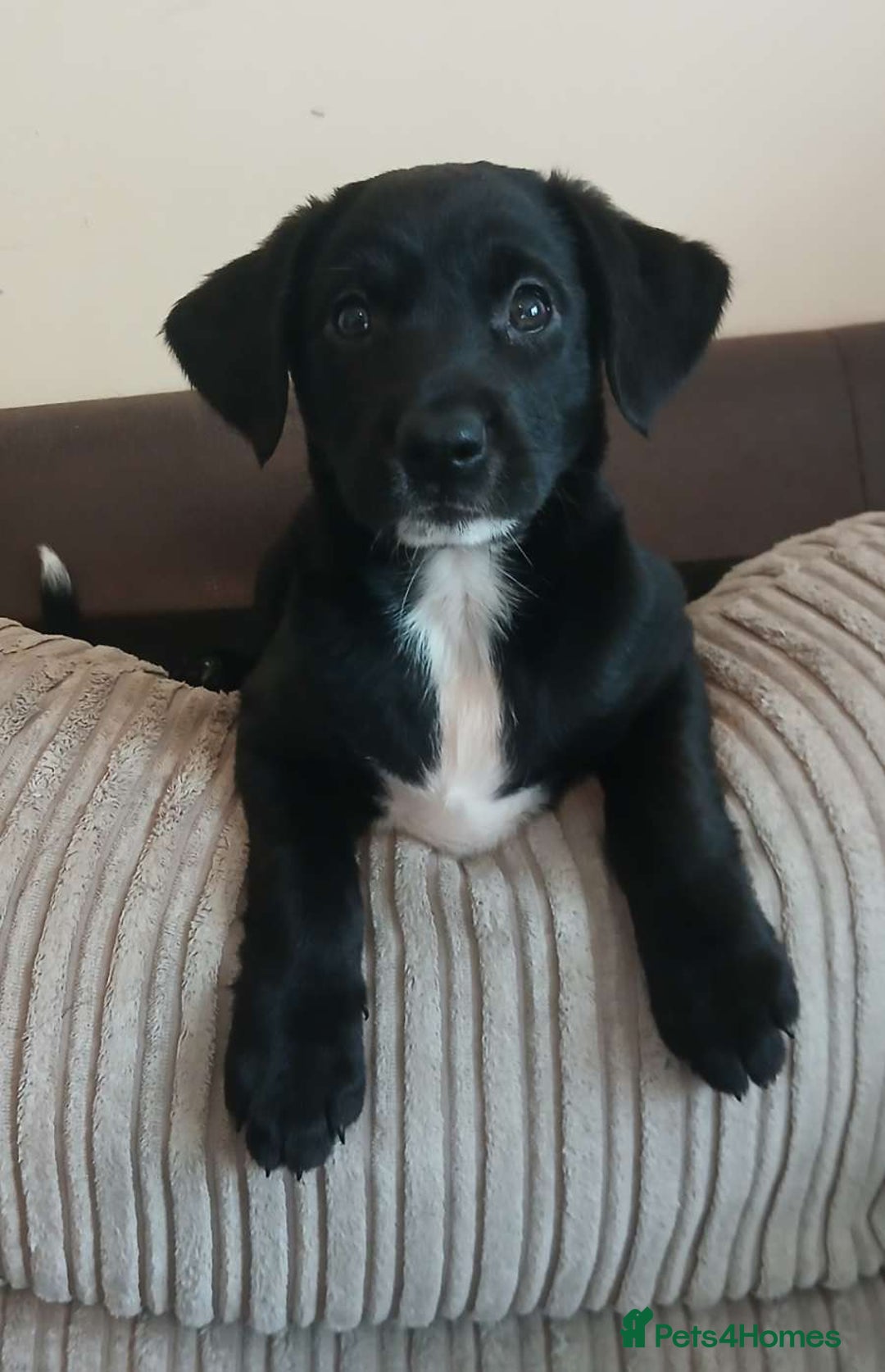 Mixed Breed dogs for sale: 4x Lab×Collie puppys - Image 9