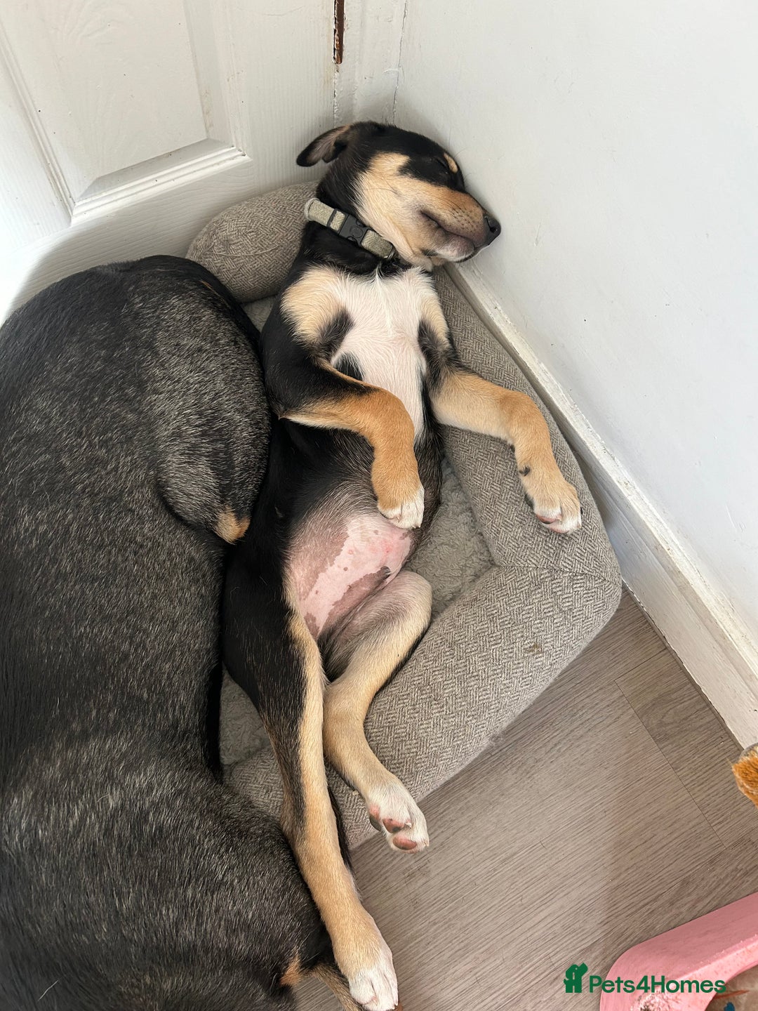 Mixed Breed dogs for sale: Our beautiful boy Koda💙 - Advert 29