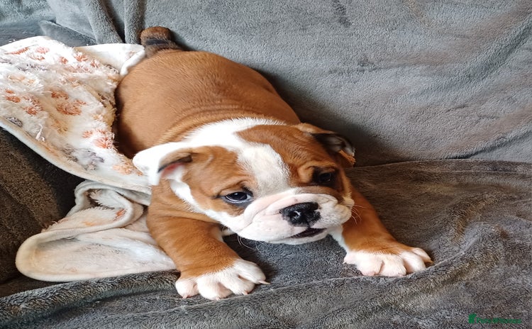 English Bulldog dogs - Advert 5