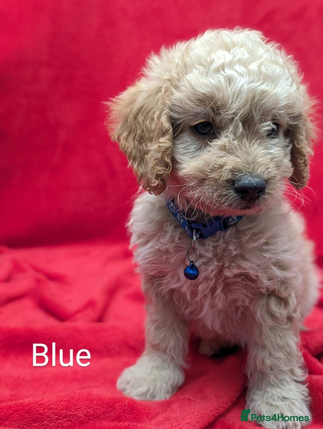 Sproodle dogs for sale: Beautiful F1b Sproodle Pups, 4 Boys & 4 Girls - Image 5