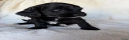 Australian Labradoodle dogs for sale: Multigenerational Australian Labradoodle Puppies - Advert 4