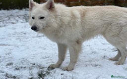 Mixed Breed dogs for stud: White Shepherd Male Available for Outcross - Image 7